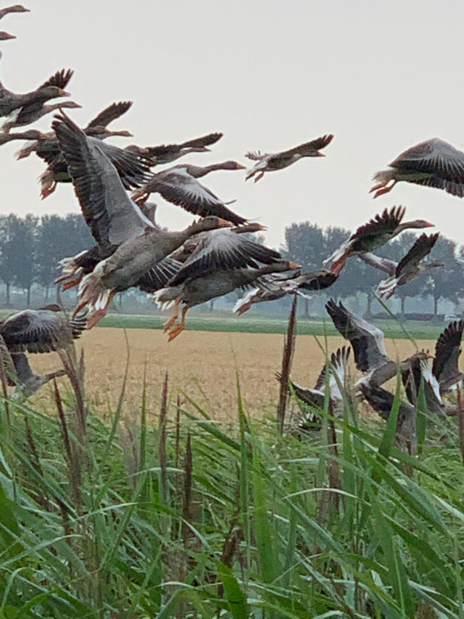 Vakantiewoning Le Garaazje 'S-Gravendeel Esterno foto